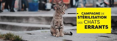 Campagne de stérilisation des chats errants