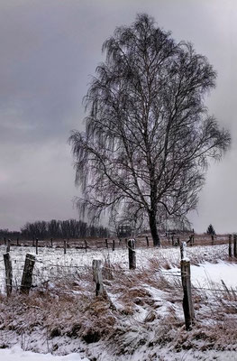 Niderviller sous le regard de l'artiste - Photos