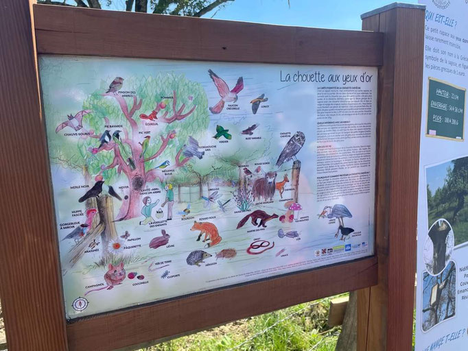 Projet sur l'année - La chouette chevêche et effraie