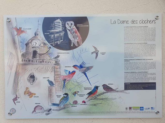 Projet sur l'année - La chouette chevêche et effraie