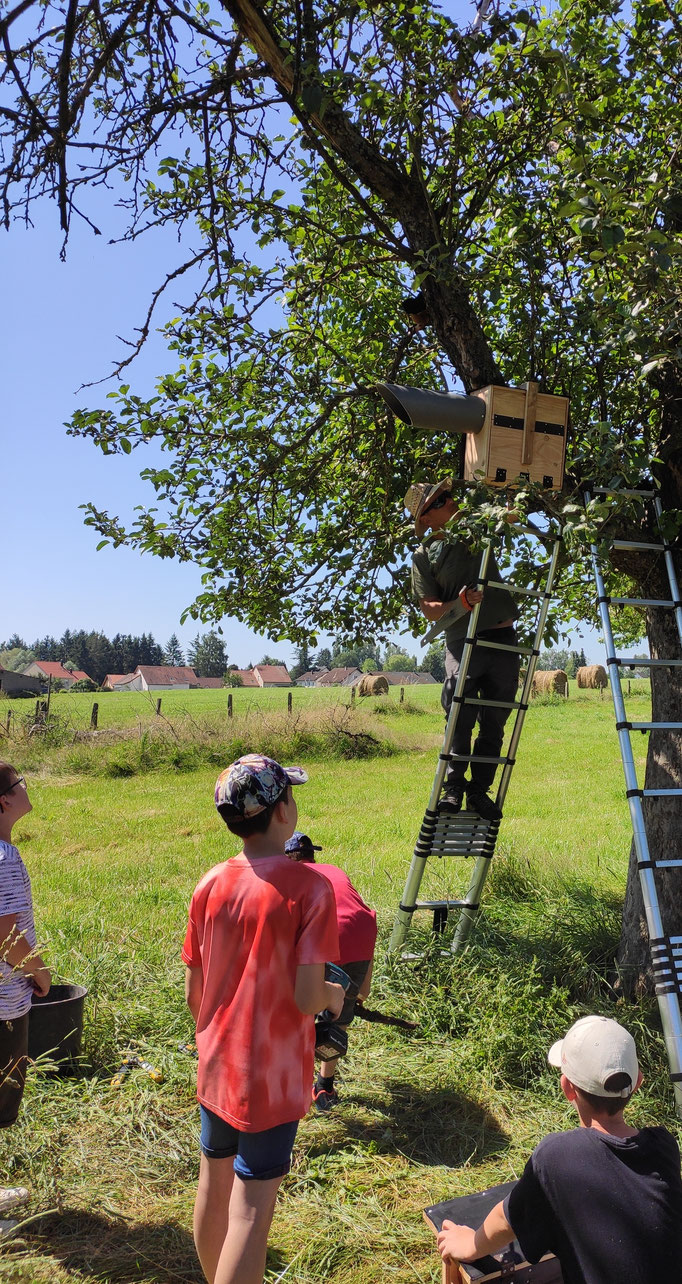 Projet sur l'année - La chouette chevêche et effraie
