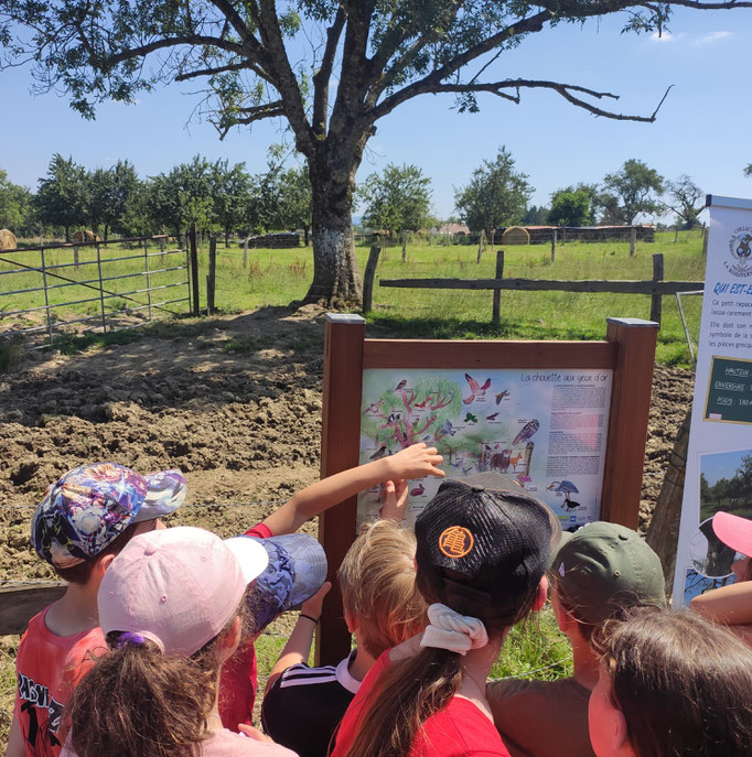 Projet sur l'année - La chouette chevêche et effraie